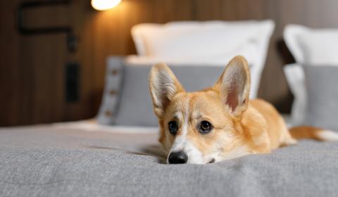 Pet Friendly Accommodation